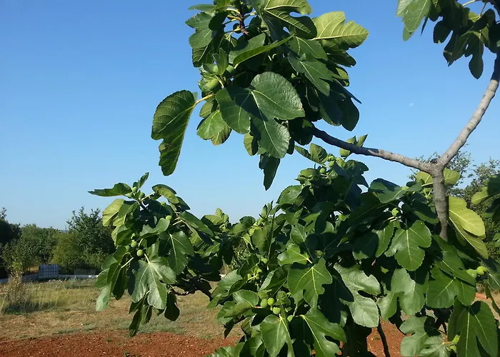 アパート Gorancica