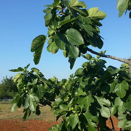 Appartamento Gorancica